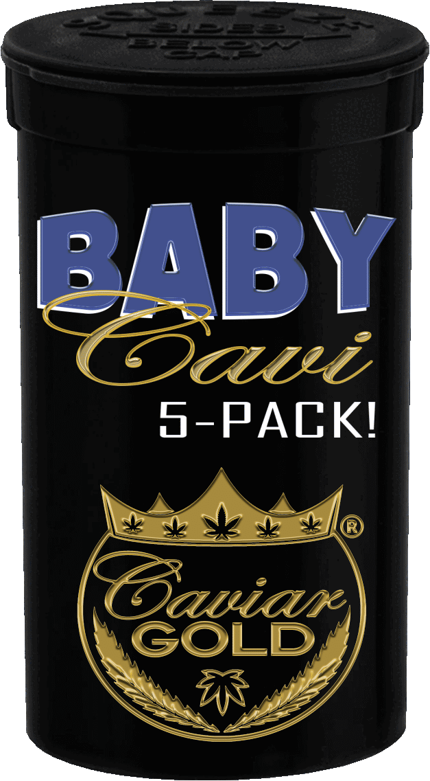 Baby Cavi 5 Pack - Blue Dream